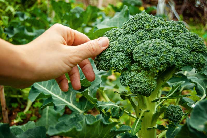 brocoli06 Cómo Cultivar Hortalizas en Invierno y Prosperar en Climas Fríos