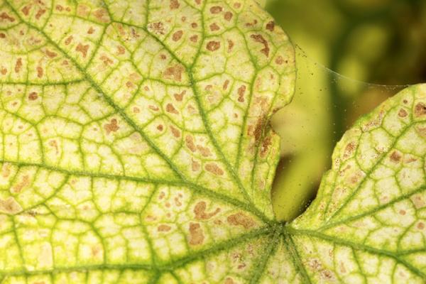 como_saber_si_mis_plantas_tienen_una_plaga_de_arana_roja_51048_0_600 Cómo Controlar la Plaga de Araña Roja en Cultivos: Métodos Efectivos y Naturales