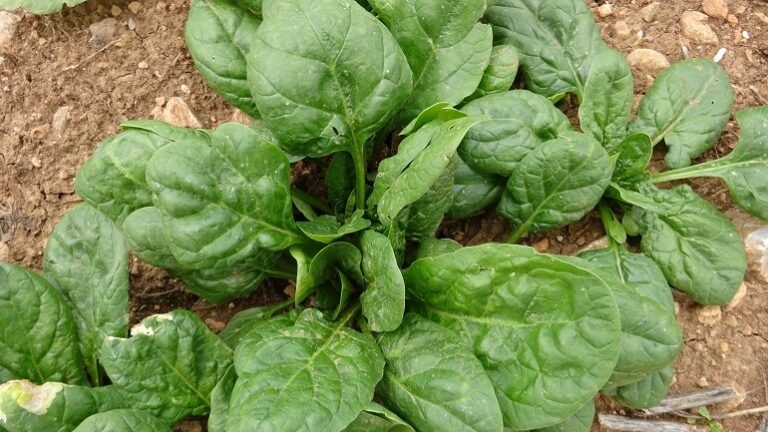espinaca-wikifarmer-2 Cómo Cultivar Hortalizas en Invierno y Prosperar en Climas Fríos