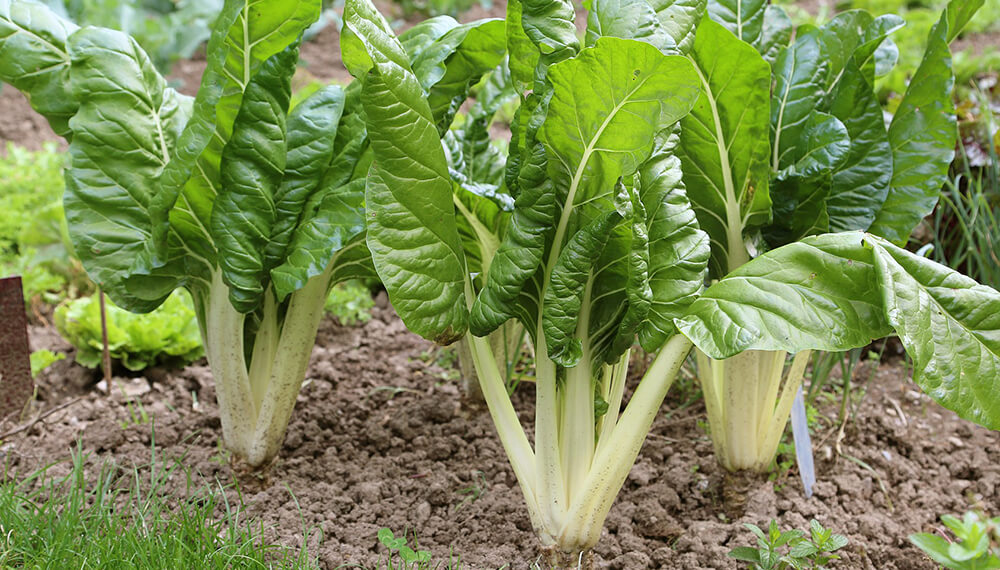 huerta-acelga-2-infocampo Cómo Cultivar Hortalizas en Invierno y Prosperar en Climas Fríos