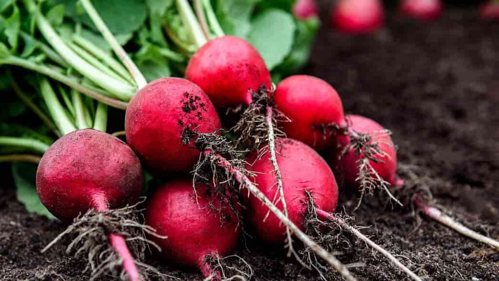 rabanos-16-1-24-1-1024x576 Cómo Cultivar Hortalizas en Invierno y Prosperar en Climas Fríos