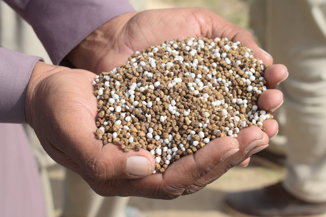 free-photo-of-manos-sosteniendo-fertilizante-granulado-al-aire-libre Cómo calcular el uso de fertilizantes en un cultivo