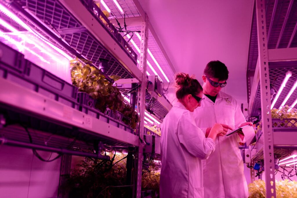 pexels-photo-3912480-1024x683 El uso de iluminación artificial en el cultivo en interiores: Optimización para plantas saludables