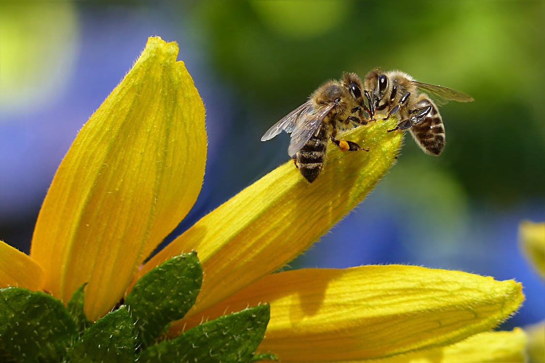 bee-honey-bee-apis-insect-144252 Abejas en México: Pilar de la Agricultura y la Biodiversidad