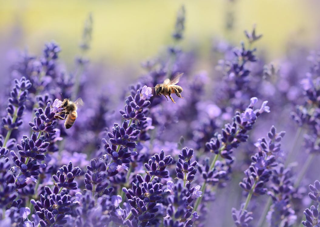 pexels-photo-164470 Abejas en México: Pilar de la Agricultura y la Biodiversidad