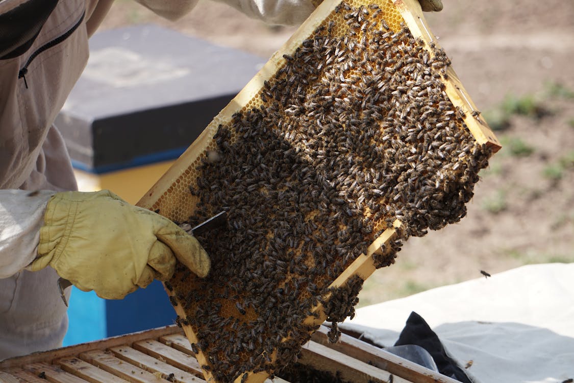 pexels-photo-4247163 Abejas en México: Pilar de la Agricultura y la Biodiversidad