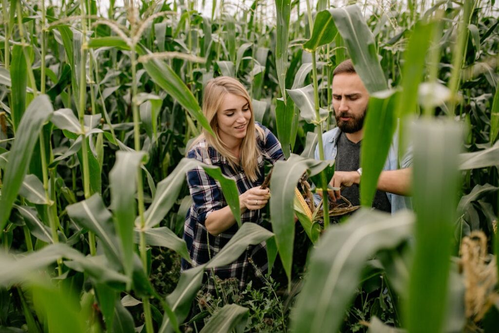 pexels-photo-5216699-1024x683 Tecnologías Climáticas | Cómo Demostrar el Impacto Real en México: Guía Completa para Agricultores y Emprendedores 2025