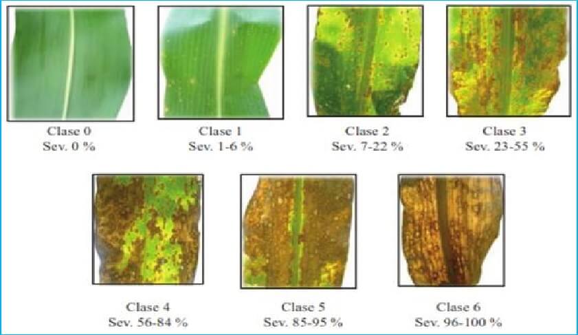 Escala Mancha de asfalto en maíz: principal problema en zonas tropicales