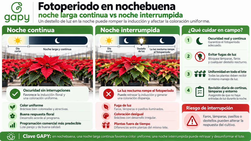 image-3-1024x576 Nochebuena en octubre: cómo controlar el fotoperiodo para que las brácteas pinten a tiempo